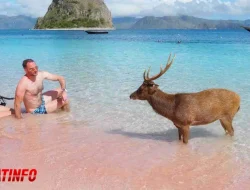 Pink Beach Labuan Bajo: Keindahan Pantai Berpasir Merah Muda