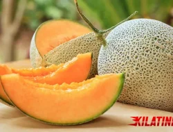 Manfaat Buah Melon untuk Kesehatan: Segar, Manis, & Kaya Nutrisi
