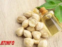 Manfaat Minyak Kemiri: Rahasia Alami Rambut Lebat, Hitam & Sehat