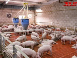 Ternak Babi: Peluang Usaha Menguntungkan di Sektor Peternakan