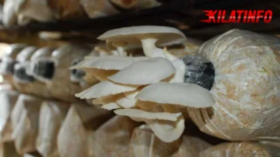 Budidaya Jamur Tiram