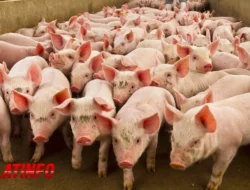 Peternakan Babi: Proses, Manajemen & Tantangan di Modern