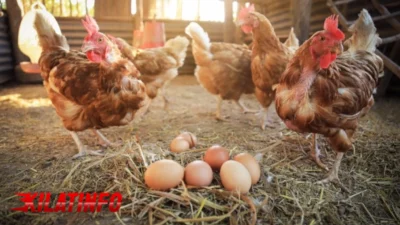 Peternakan Ayam Petelur