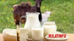 Manfaat Susu Kambing untuk Kesehatan Tubuh