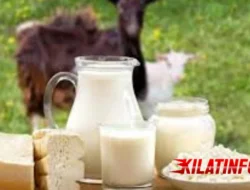 Manfaat Susu Kambing untuk Kesehatan Tubuh